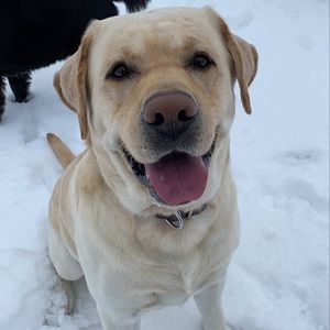 Meet your Posher, Reed